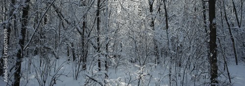 Panoramic shoot of sunlight in winter forest 
