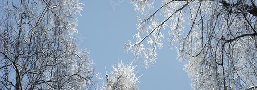 Panoramic shoot of snowy trees with blue sky on background in forest