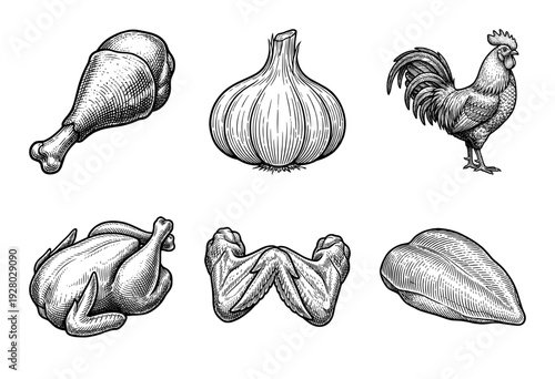 Vintage engraving style illustration of chicken meat cuts with a whole rooster and garlic bulb on white background