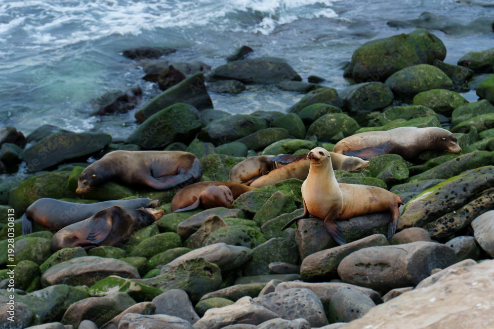 Fototapeta premium California Sea Lions Resting on Mossy Rocks in La Jolla Cove San Diego
