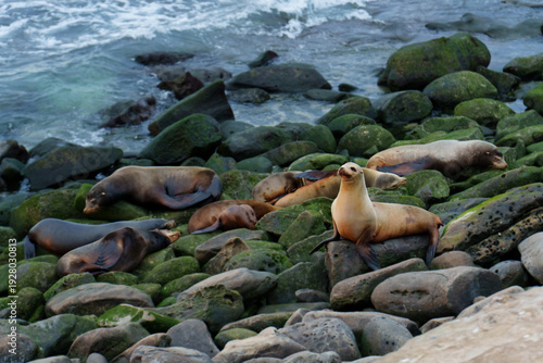 Wallpaper Mural California Sea Lions Resting on Mossy Rocks in La Jolla Cove San Diego Torontodigital.ca