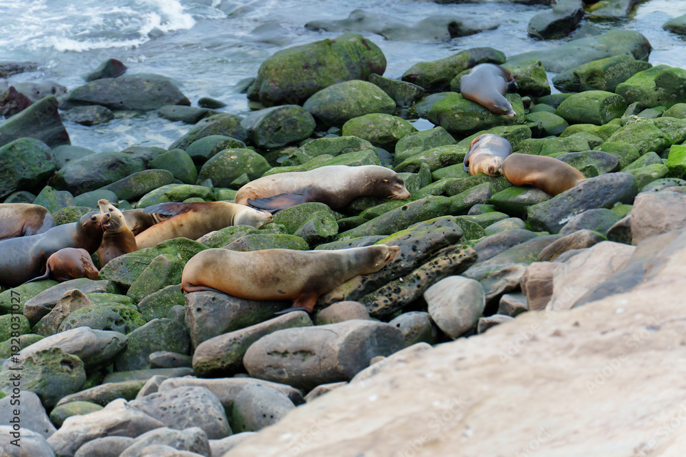 Obraz premium Sea Lions Resting on Mossy Rocks in La Jolla California Coastline
