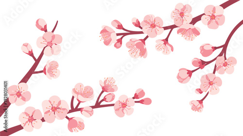 Pink Cherry Blossoms on Branches Isolated.