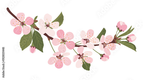 Pink Cherry Blossom Flowers on Branch.
