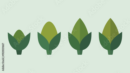 Asparagus Spears Growing Stages Flat Illustration.