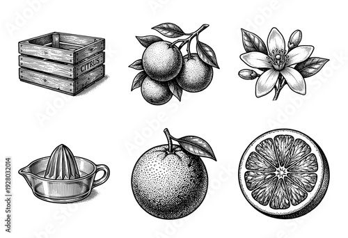 Vintage citrus fruit illustration set featuring wood crate, fresh oranges on branch, blossom, manual juicer, and sliced cross section in woodcut engraving style.
