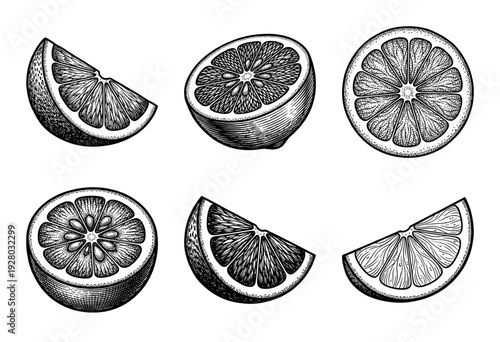 Vintage engraving style collection of citrus fruit slices and halves including orange lemon and grapefruit in detailed black and white line art.