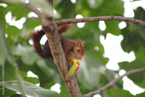 Red squirrel perched on a tree branch eating fruit in the lush canopy of the green forest