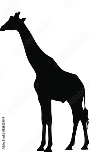 Silhouette of a giraffe standing gracefully against a white background