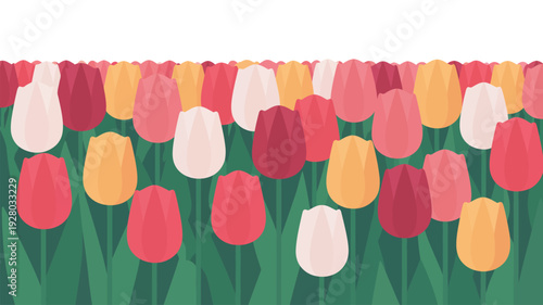 Colorful Tulips in Full Bloom Field.