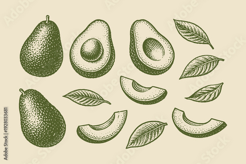 Avocado fruits vintage engraving set vector illustration
