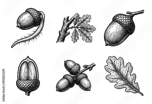 Oak tree botanical collection featuring engraved acorns with cups, lobed leaves, and germinating seeds in a vintage woodcut style.