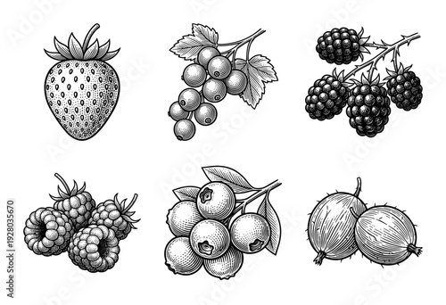 Vintage woodcut style engraving of a berry collection featuring strawberry currant blackberry raspberry blueberry and gooseberry