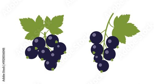 Two clusters of ripe blackcurrants with green leaves on a white background