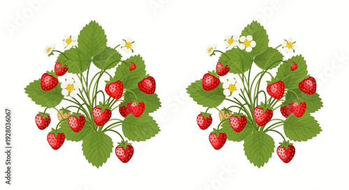 Two vibrant strawberry plants with ripe fruit and green foliage