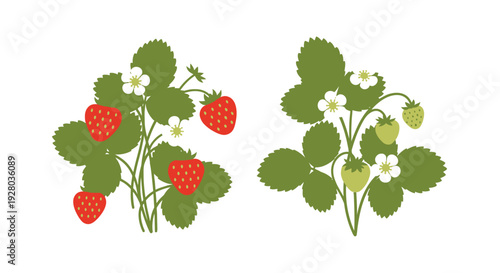 Two stylized strawberry plants with ripe and unripe berries bloom