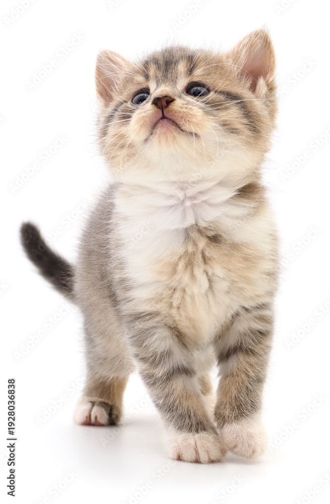 Fototapeta premium Small fluffy tabby kitten looking up isolated on white background