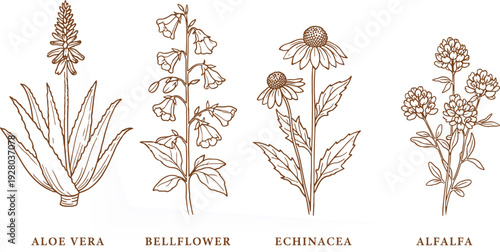 Medicinal Line Art Herbs Set. Aloe Vera Bellflower Echinacea Alfalfa
