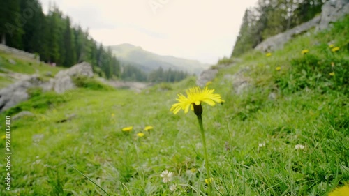Yellow dandelions and daisies under a blue sky as nature thrives in the mountain landscape during a sunny summer season
