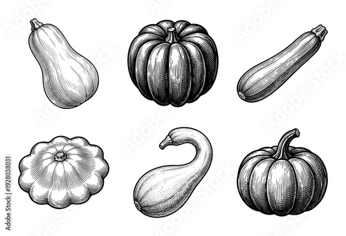 Set of hand drawn monochrome squash and pumpkin illustrations in vintage woodcut engraving style featuring butternut, zucchini, and pattypan varieties