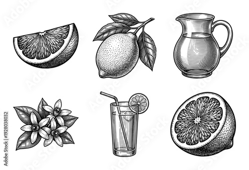 Vintage hand drawn engraving style lemon and citrus fruit collection featuring whole fruits, slices, blossoms, and refreshing summer drinks in a pitcher and glass.