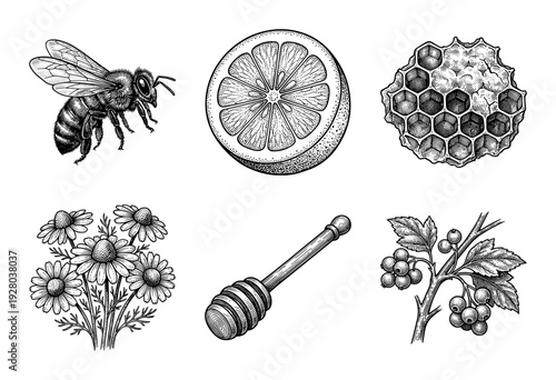 Set of vintage woodcut style honey and botanical illustrations featuring a bee, citrus fruit, honeycomb, chamomile flowers, honey dipper, and currant berries.