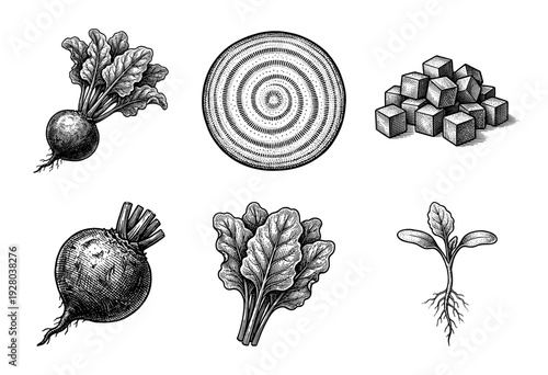 Vintage engraving of sugar beet and beetroot botanical collection featuring whole root vegetables, cross sections, leafy greens, seedlings, and processed sugar cubes.