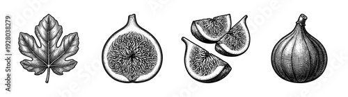 Vintage engraving style fig fruit collection featuring a whole fig, cross section, sliced wedges, and a textured botanical leaf on a white background.