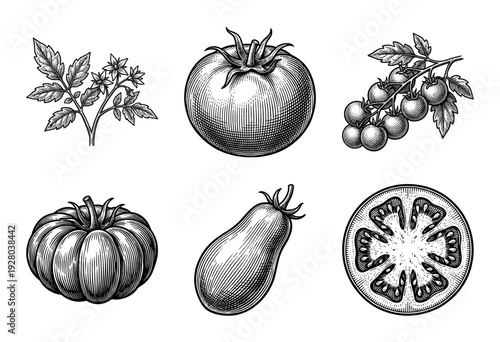 Vintage tomato collection featuring engraved illustrations of whole fruit, cherry clusters, heirloom varieties, blossoms, and cross sections in woodcut style.