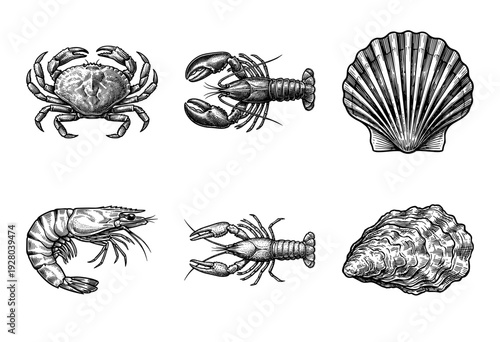 Vintage woodcut style collection of assorted edible seafood including crab lobster shrimp and bivalve shells