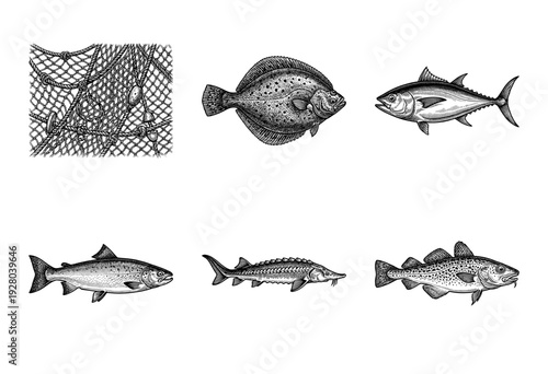 Vintage engraving set of various fish species and a commercial fishing net in detailed black and white woodcut style