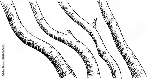 Hand Drawn of Curved Tree Branches with Knots and Bark Texture White Background wood