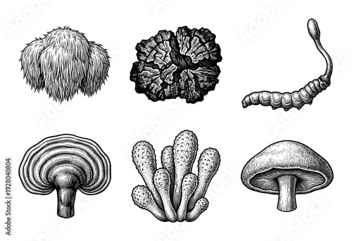 Vintage engraving style collection of medicinal and edible mushrooms featuring lions mane reishi cordyceps and chaga on a white background.