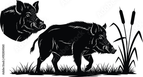 Wild boar silhouette illustration in natural grass habitat, fierce forest animal with tusks, wildlife hunting concept, black vector design isolated on white