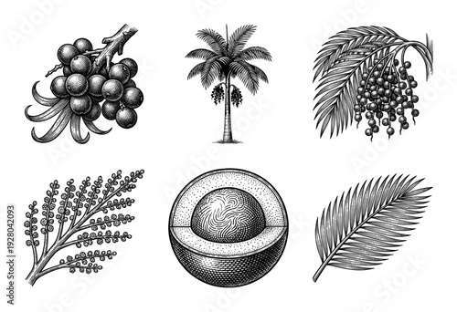 Vintage engraving collection of acai palm botanical elements including tree, berry clusters, single fruit cross-section, and tropical frond leaves.