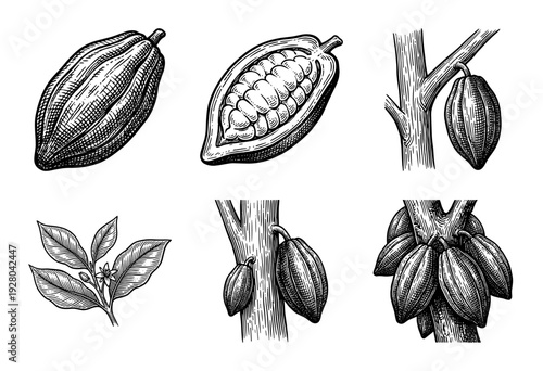 Vintage engraving of cocoa tree branches with ripe pods, seeds, and blossoms, illustrated in a classic woodcut style set on a plain background.