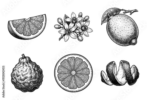 Vintage botanical woodcut illustration set of citrus fruits including lemon bergamot blossoms and zest in hand drawn engraving style