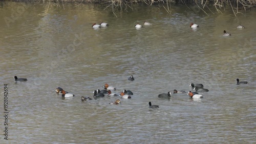 4k group of waterfowl, coots, ducks of different breeds playing in the water on a spring day