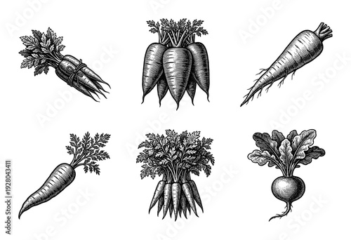 Vintage engraving style collection of root vegetables featuring carrots, radishes, and parsnips with leafy greens in a detailed woodcut illustration.