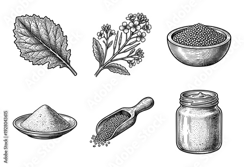Vintage mustard plant and condiment set featuring botanical illustrations of leaves, flowers, seeds, and prepared sauce in woodcut style
