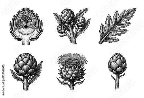 Vintage engraving collection of artichoke botanical illustrations featuring cross sections, buds, leaves, and flowering thistle heads in a classic woodcut style.