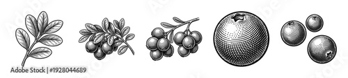 Vintage engraving collection of lingonberry and cranberry botanical elements featuring whole berries, leafy branches, and clusters in a detailed woodcut style.