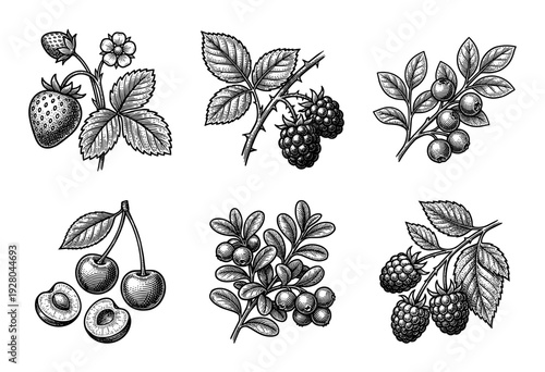 Vintage engraving style collection of forest berries and garden fruits featuring strawberry blackberry blueberry cherry lingonberry and raspberry illustrations