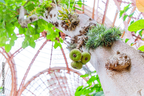 Wallpaper Mural Green Figs And Tillandsia On Botanical Building Tree Torontodigital.ca