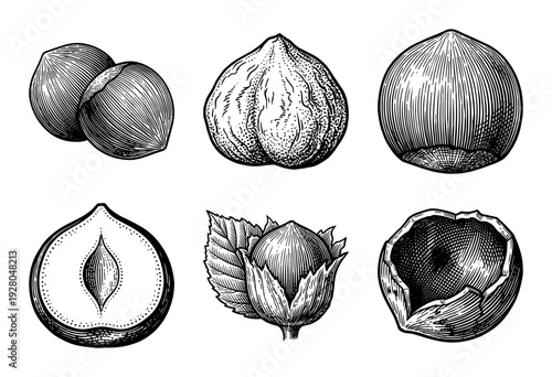 Vintage hazelnut botanical illustrations featuring whole nuts, shelled kernels, cracked shells, and leafy husks in a detailed woodcut engraving style