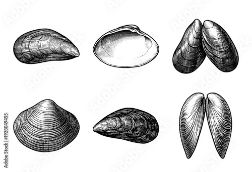 Vintage engraving of mussel and clam shells, featuring detailed woodcut style illustrations of bivalve mollusks from various anatomical perspectives.