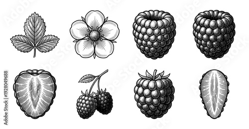 Vintage engraving collection of raspberry and blackberry botanical elements featuring whole berries, slices, leaves, and flowers in a classic woodcut style.