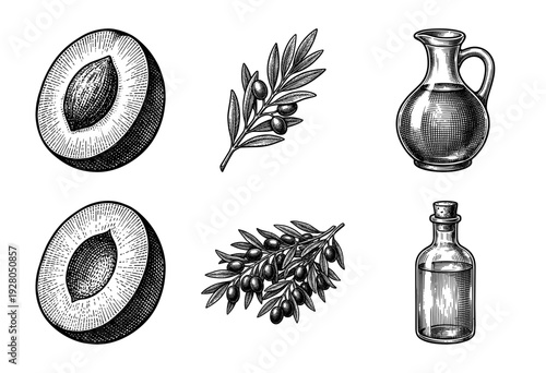 Vintage woodcut style collection of olives branch sprigs and glass bottles of organic extra virgin oil isolated on a white background.