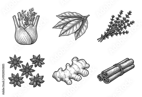 Set of culinary herbs and aromatic spices in vintage woodcut engraving style including fennel ginger cinnamon and star anise