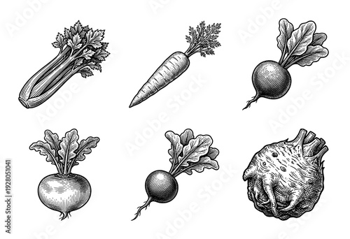 Vintage woodcut style collection of root vegetables featuring celery carrot beetroot turnip radish and celeriac in black and white ink engraving
